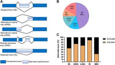 The KDM5B and KDM1A lysine demethylases cooperate in regulating androgen receptor expression and signalling in prostate cancer